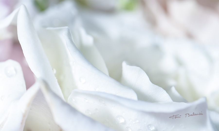 ramo de novia con flores blancas