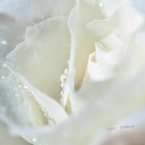 rosa blanca con gotas de rocio - Detalle de una rosa blanca con gotas de rocío en un ramo de flores de novia. Fotografía de un reportaje comercial para la web del artista floral de Art Natural Floritería de Valencia.