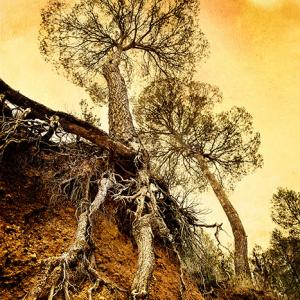 Arbol - Árbol. Es fotografía fue donada a un certamen benéfico en Catalunya, para recaudar fondos para los niños de Sierra Leona.