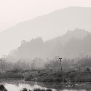 Cormorán Urdaibai Euskadi - Fotografía de un cormorán en el paraje de Urdaibai en Euskadi. Fotografía meritada por los jueces de la Federación Española de Profesionales de la Fotografía y la Imagen - FEPFI. Además, por criterio de los propios jueces, forma parte de la Colección de Honor de la Federación. Calificaciones 2017 en Segovia.